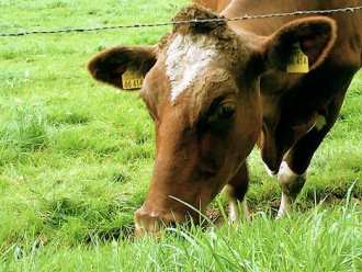 Grazing – is it healthy? NOT REALLY!!!